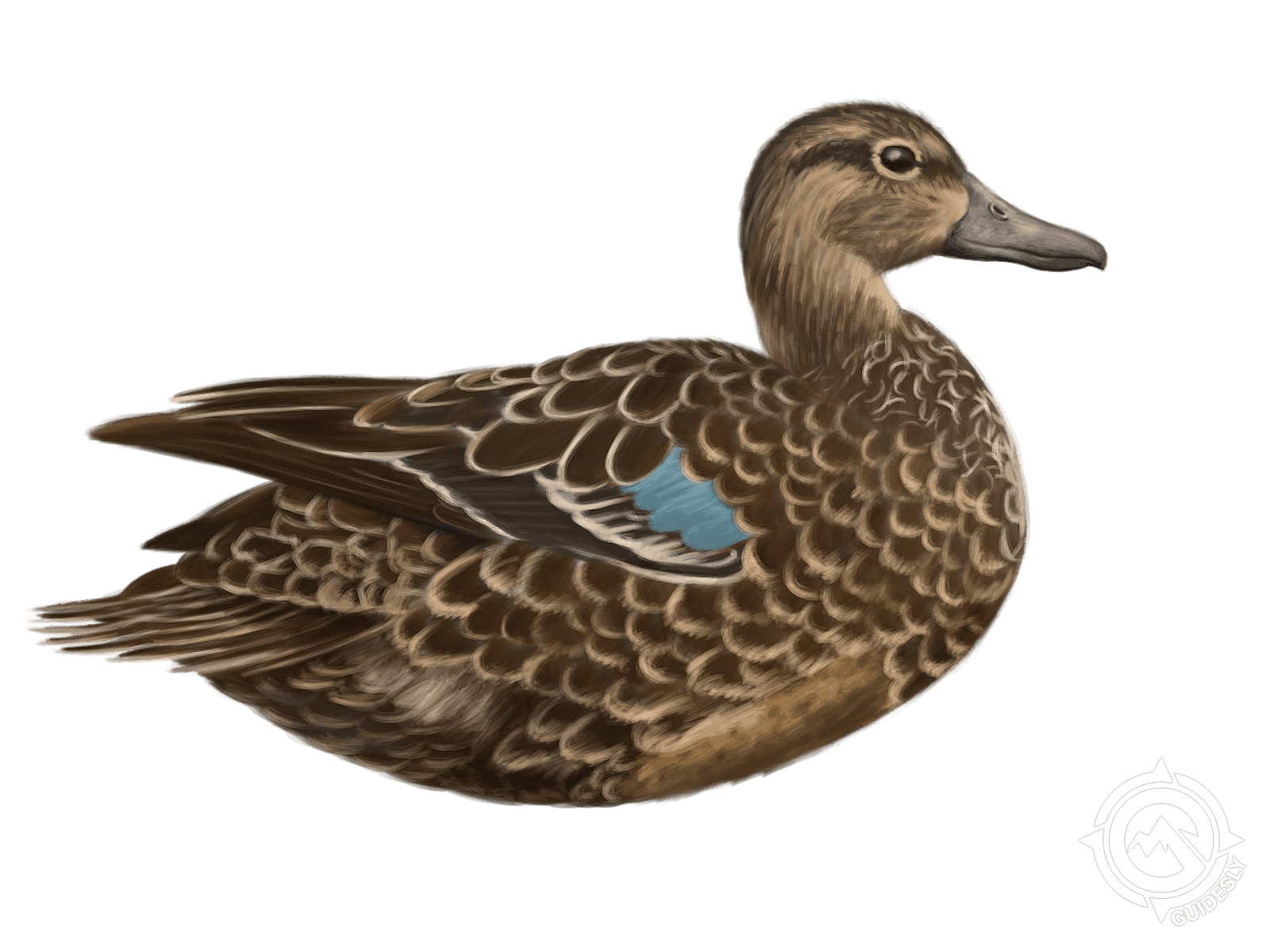 Blue-winged Teal